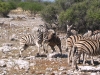 Etosha 2 097